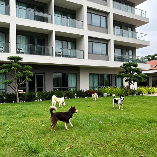Hotel Para Cachorro: O Melhor Aconchego para Seu Pet Hotel Para Cachorro: O Melhor Aconchego para Seu Pet