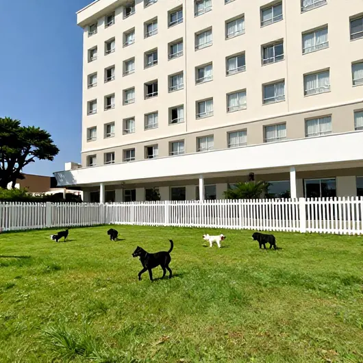 Hotel Para Cachorro Porto Alegre: O Melhor Acolhimento para Seu Pet Hotel Para Cachorro Porto Alegre: O Melhor Acolhimento para Seu Pet